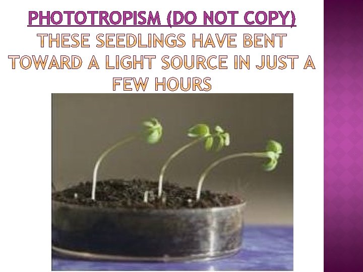 PHOTOTROPISM (DO NOT COPY) 