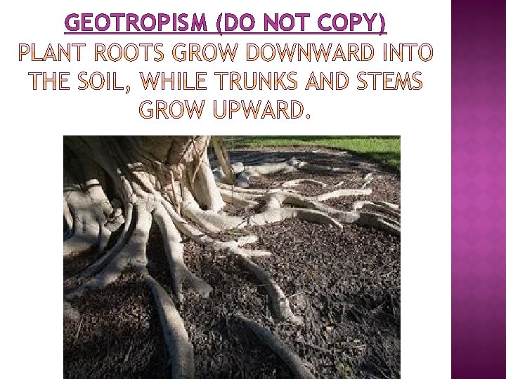 GEOTROPISM (DO NOT COPY) 