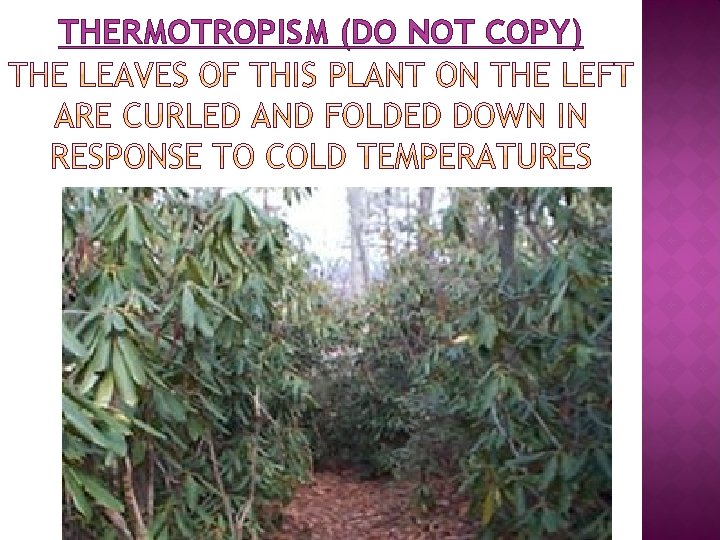 THERMOTROPISM (DO NOT COPY) 