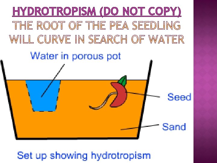 HYDROTROPISM (DO NOT COPY) 