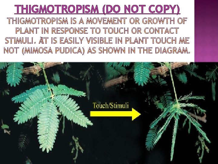 THIGMOTROPISM (DO NOT COPY) 