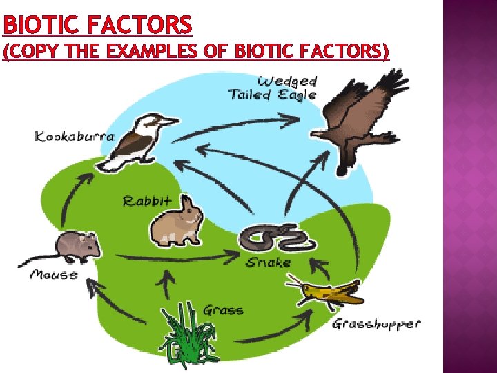 BIOTIC FACTORS (COPY THE EXAMPLES OF BIOTIC FACTORS) 