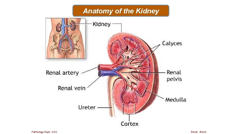 Anatomy of the Kidney Pathology Dept , KSU Renal Block 
