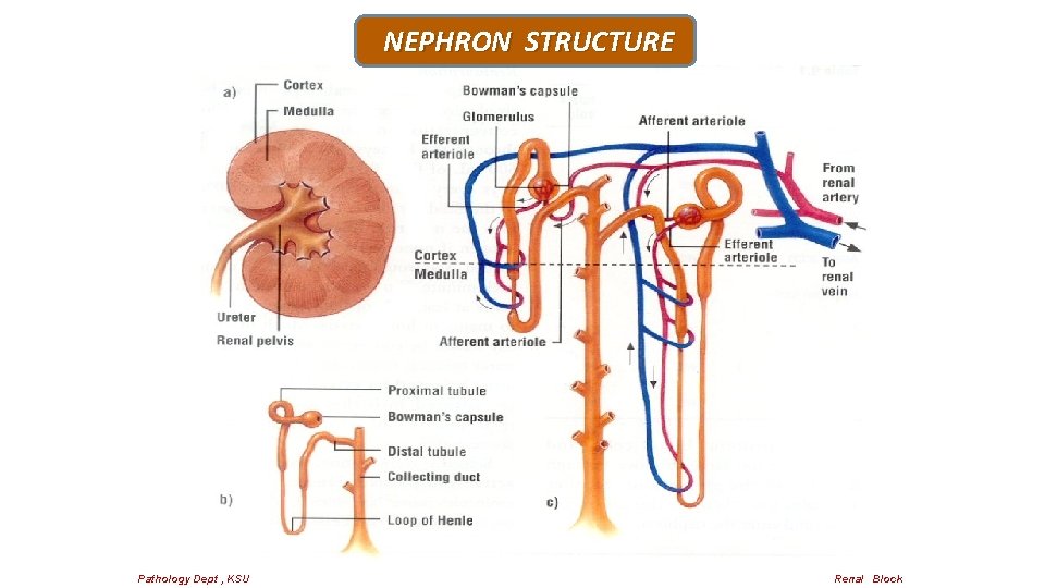 NEPHRON STRUCTURE Pathology Dept , KSU Renal Block 