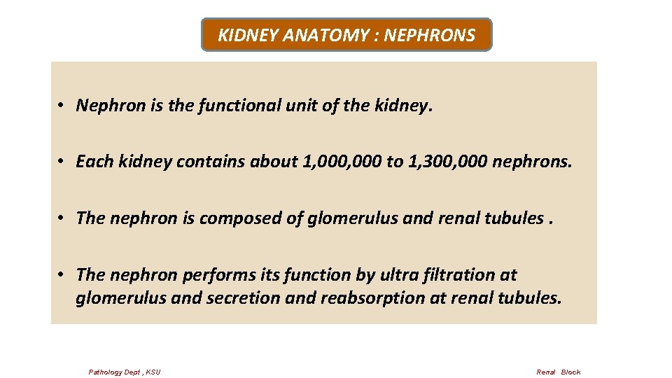 KIDNEY ANATOMY : NEPHRONS • Nephron is the functional unit of the kidney. •
