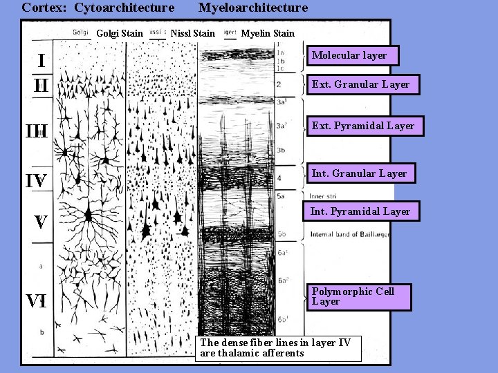 Cortex: Cytoarchitecture Golgi Stain I II Myeloarchitecture Nissl Stain Myelin Stain Molecular layer Ext.