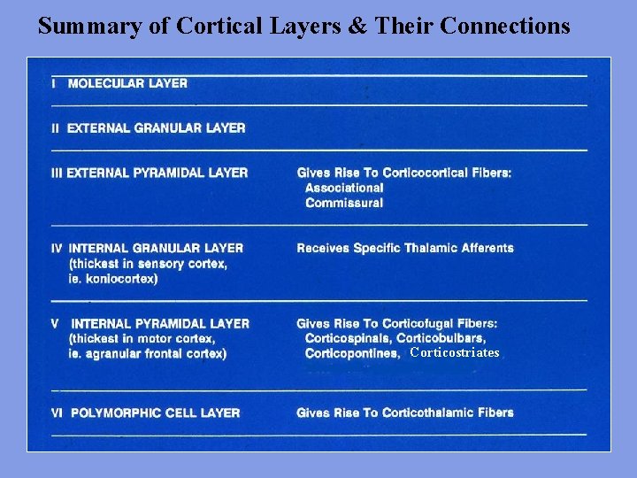 Summary of Cortical Layers & Their Connections Corticostriates 