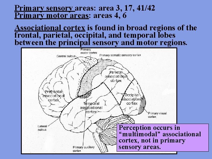 Primary sensory areas: area 3, 17, 41/42 Primary motor areas: areas 4, 6 Associational