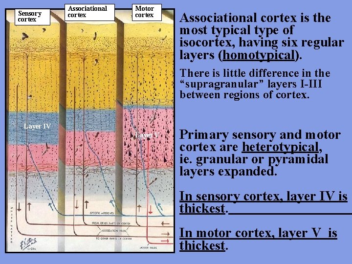 Sensory cortex Associational cortex Motor cortex Associational cortex is the most typical type of