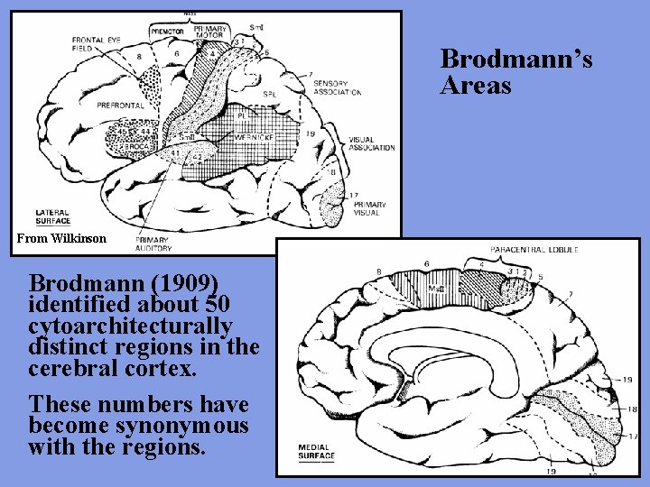 Brodmann’s Areas From Wilkinson Brodmann (1909) identified about 50 cytoarchitecturally distinct regions in the