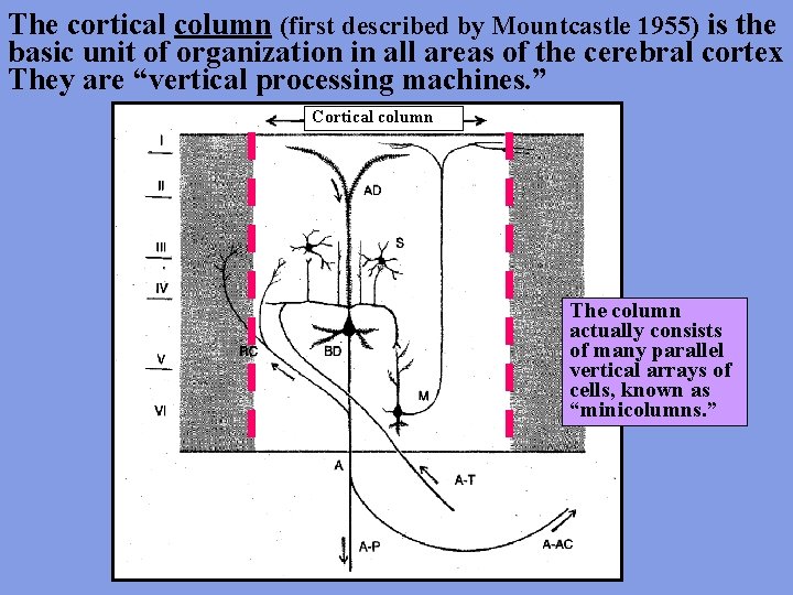 The cortical column (first described by Mountcastle 1955) is the basic unit of organization