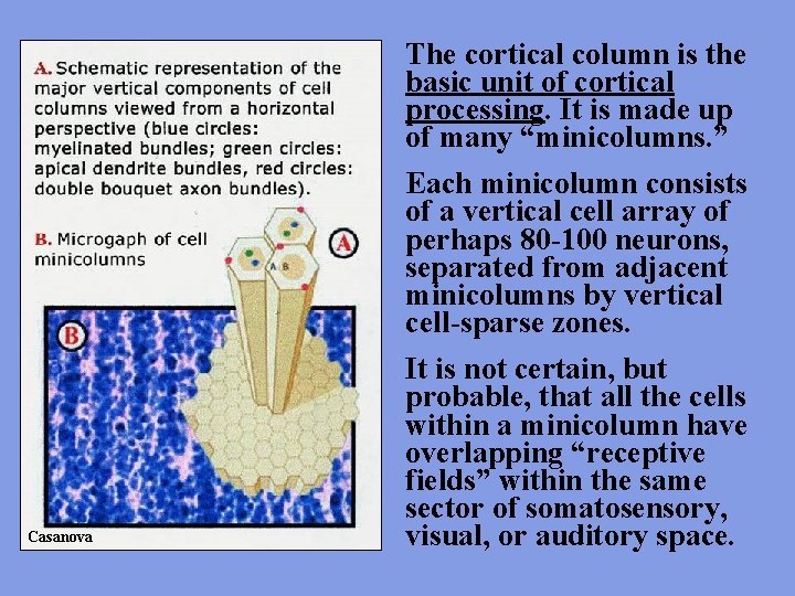 The cortical column is the basic unit of cortical processing. It is made up