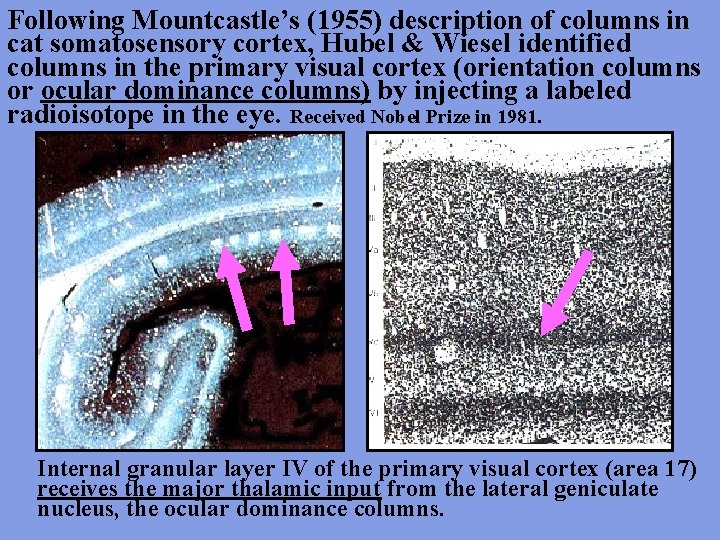 Following Mountcastle’s (1955) description of columns in cat somatosensory cortex, Hubel & Wiesel identified