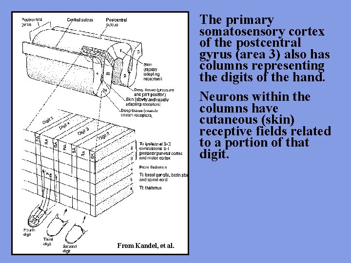 The primary somatosensory cortex of the postcentral gyrus (area 3) also has columns representing