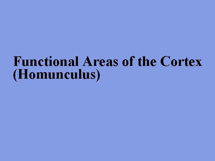 Functional Areas of the Cortex (Homunculus) 