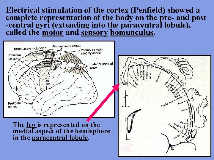 Electrical stimulation of the cortex (Penfield) showed a complete representation of the body on