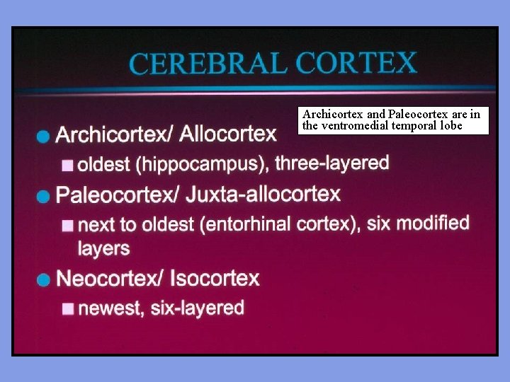 Archicortex and Paleocortex are in the ventromedial temporal lobe 