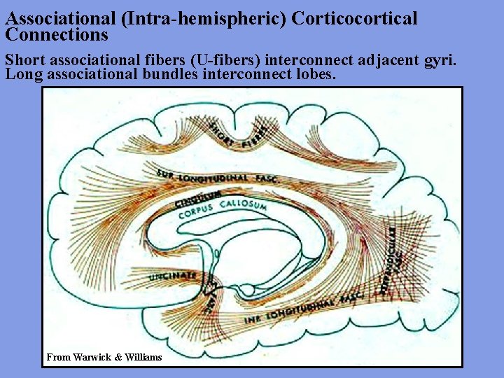 Associational (Intra-hemispheric) Corticocortical Connections Short associational fibers (U-fibers) interconnect adjacent gyri. Long associational bundles