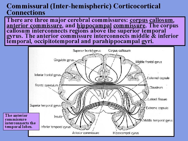 Commissural (Inter-hemispheric) Corticocortical Connections There are three major cerebral commissures: corpus callosum, anterior commissure,