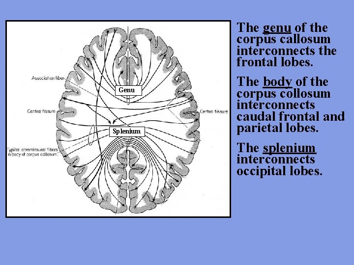 Genu Splenium The genu of the corpus callosum interconnects the frontal lobes. The body