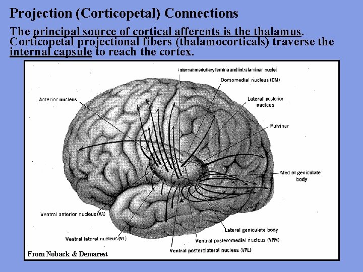 Projection (Corticopetal) Connections The principal source of cortical afferents is the thalamus. Corticopetal projectional