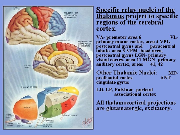 Specific relay nuclei of the thalamus project to specific regions of the cerebral cortex.