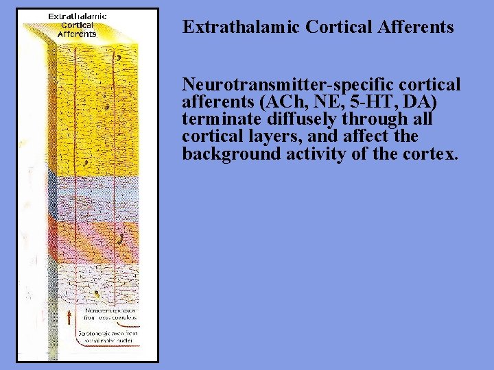 Extrathalamic Cortical Afferents Neurotransmitter-specific cortical afferents (ACh, NE, 5 -HT, DA) terminate diffusely through