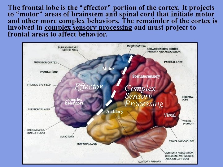 The frontal lobe is the “effector” portion of the cortex. It projects to “motor”