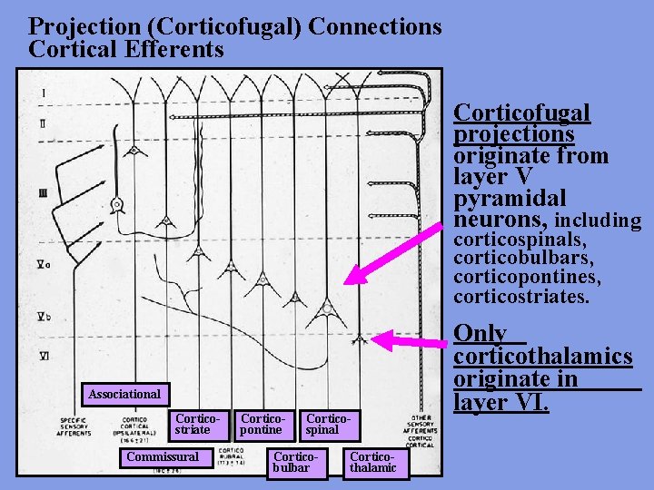 Projection (Corticofugal) Connections Cortical Efferents Corticofugal projections originate from layer V pyramidal neurons, including