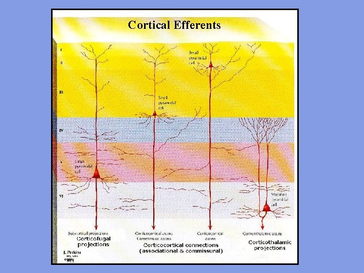Cortical Efferents 