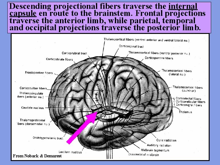 Descending projectional fibers traverse the internal capsule en route to the brainstem. Frontal projections
