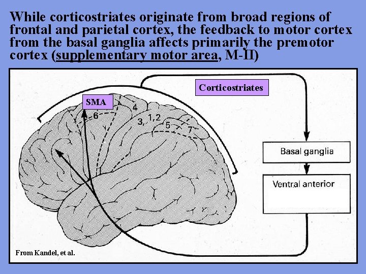 While corticostriates originate from broad regions of frontal and parietal cortex, the feedback to