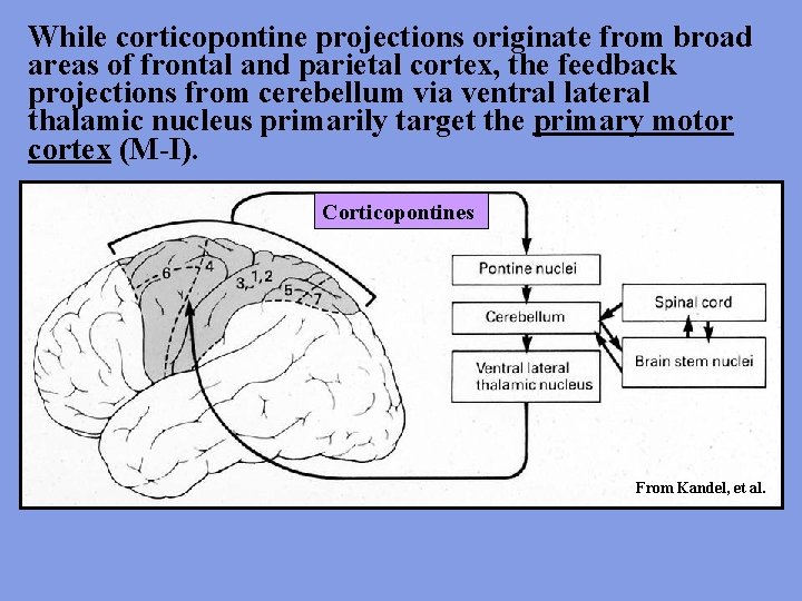 While corticopontine projections originate from broad areas of frontal and parietal cortex, the feedback