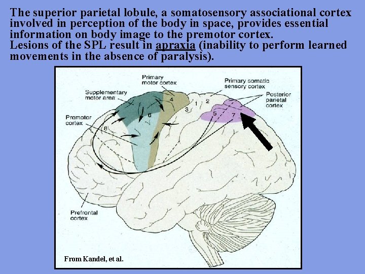 The superior parietal lobule, a somatosensory associational cortex involved in perception of the body