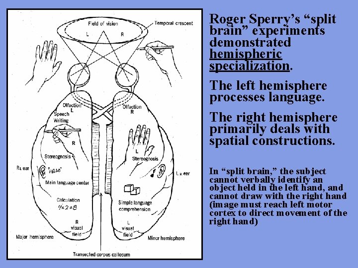 Roger Sperry’s “split brain” experiments demonstrated hemispheric specialization. The left hemisphere processes language. The