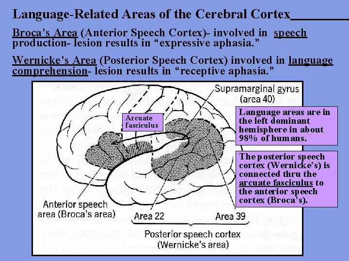 Language-Related Areas of the Cerebral Cortex Broca’s Area (Anterior Speech Cortex)- involved in speech