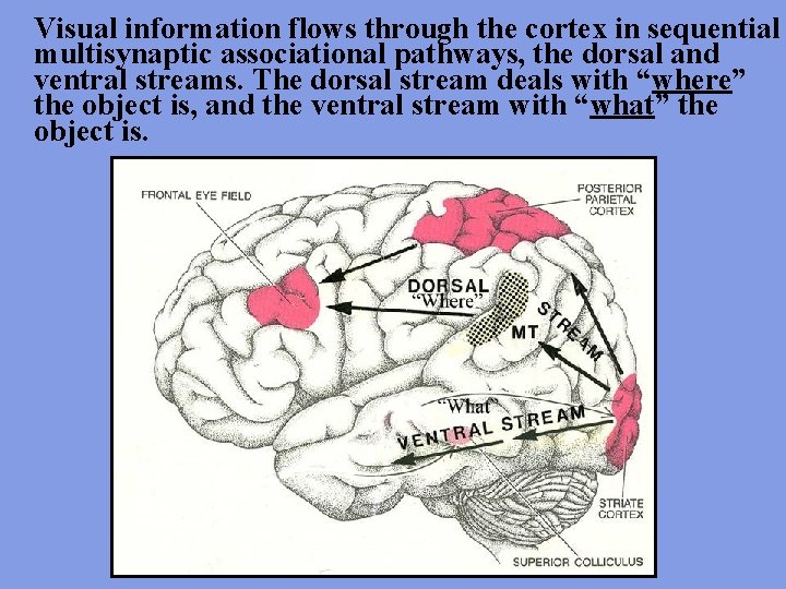 Visual information flows through the cortex in sequential multisynaptic associational pathways, the dorsal and