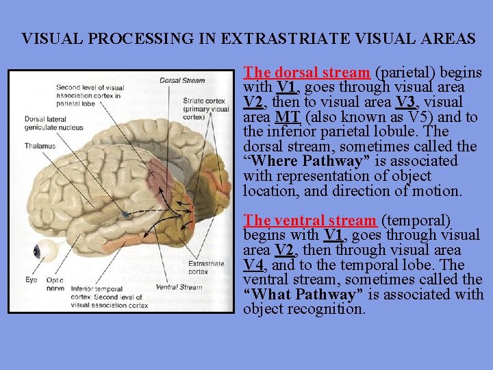 VISUAL PROCESSING IN EXTRASTRIATE VISUAL AREAS The dorsal stream (parietal) begins with V 1,