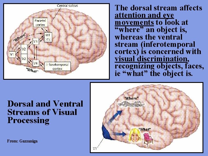 The dorsal stream affects attention and eye movements to look at “where” an object