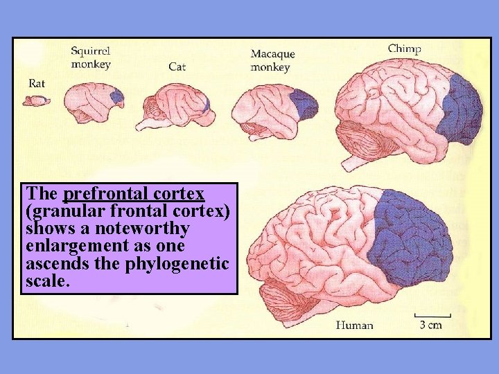 The prefrontal cortex (granular frontal cortex) shows a noteworthy enlargement as one ascends the