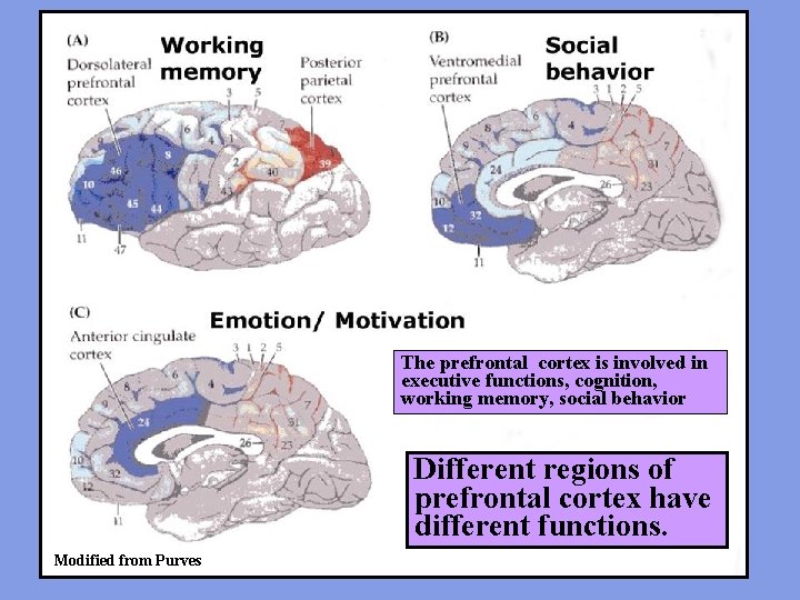 The prefrontal cortex is involved in executive functions, cognition, working memory, social behavior Different