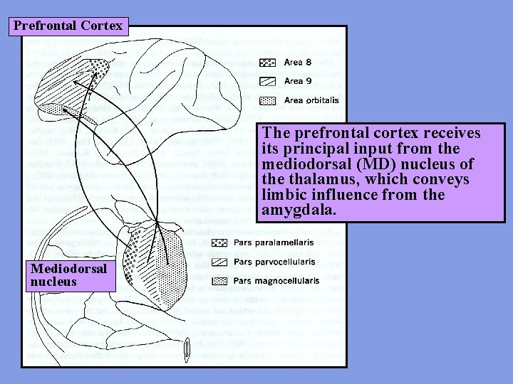 Prefrontal Cortex The prefrontal cortex receives its principal input from the mediodorsal (MD) nucleus
