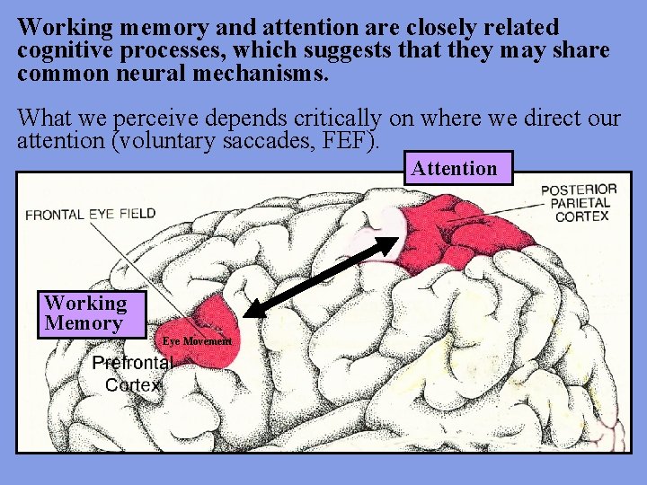 Working memory and attention are closely related cognitive processes, which suggests that they may