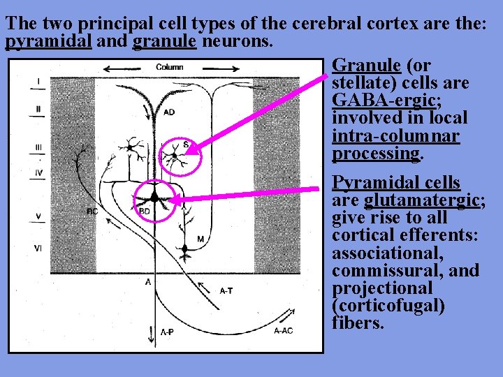 The two principal cell types of the cerebral cortex are the: pyramidal and granule