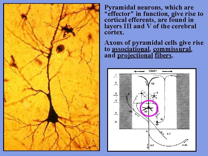 Pyramidal neurons, which are “effector” in function, give rise to cortical efferents, are found