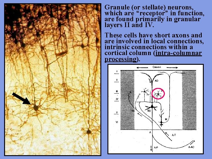 Granule (or stellate) neurons, which are “receptor” in function, are found primarily in granular