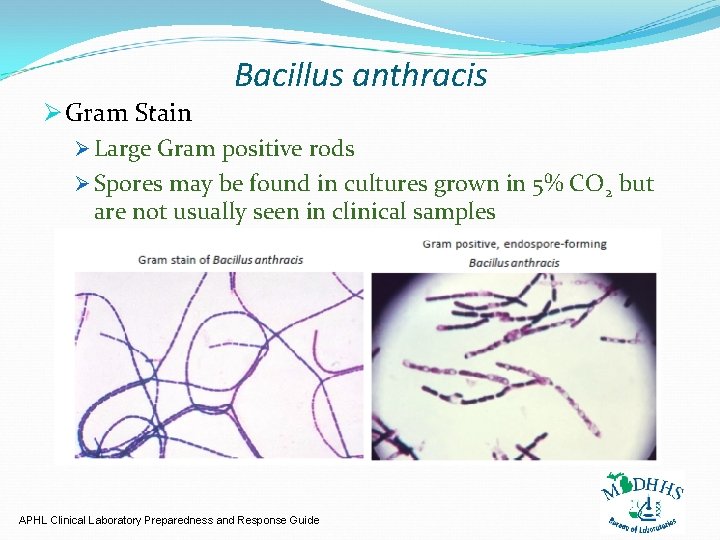 Bacillus anthracis Ø Gram Stain Ø Large Gram positive rods Ø Spores may be