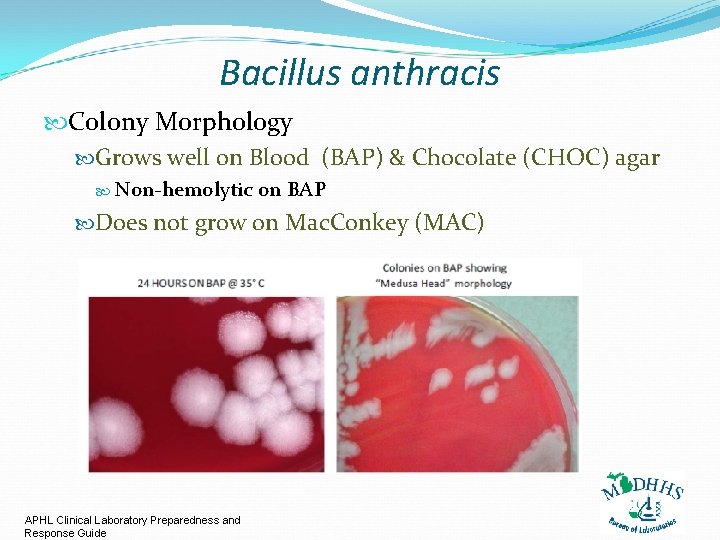 Bacillus anthracis Colony Morphology Grows well on Blood (BAP) & Chocolate (CHOC) agar Non-hemolytic
