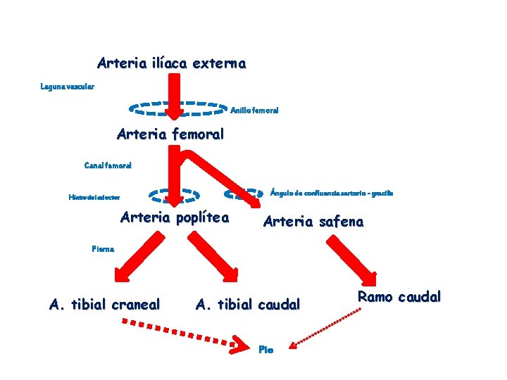 Arteria ilíaca externa Laguna vascular Anillo femoral Arteria femoral Canal femoral Ángulo de confluencia