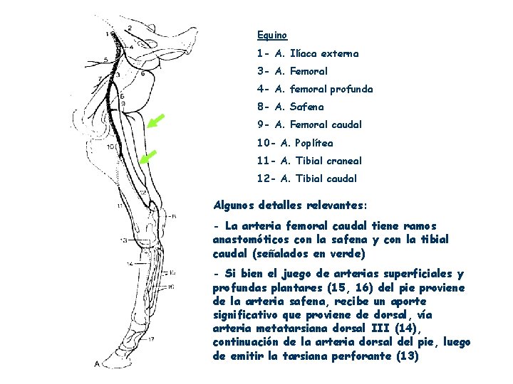Equino 1 - A. Ilíaca externa 3 - A. Femoral 4 - A. femoral
